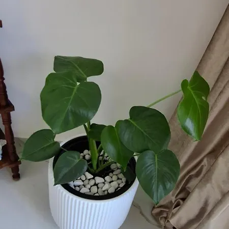 Niko Diana Suite 3D Διαμέρισμα *